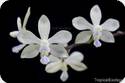 Phal. aff. wilsonii White x pulchra